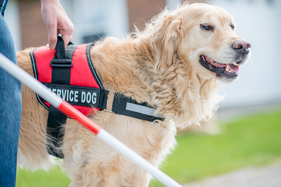 Celebrating National Service Dog Month: The Unseen Heroes of Health Care