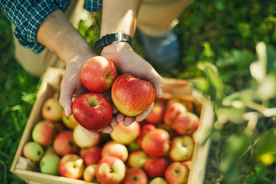 Delicious and Healthy Ways to Enjoy Apples This Fall